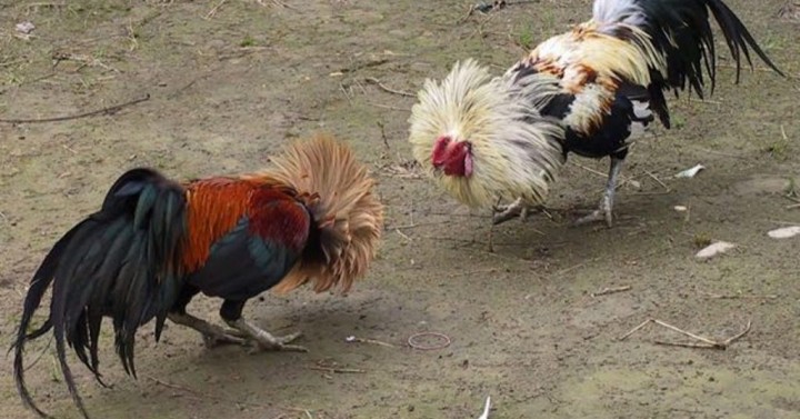 Cockfight Regulation